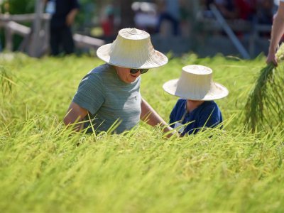 SS Rice News Convention 2025, Pattaya - Thailand